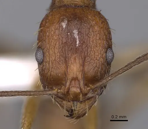 Aphaenogaster syriaca specimen CASENT0914229 image casent0914229_2