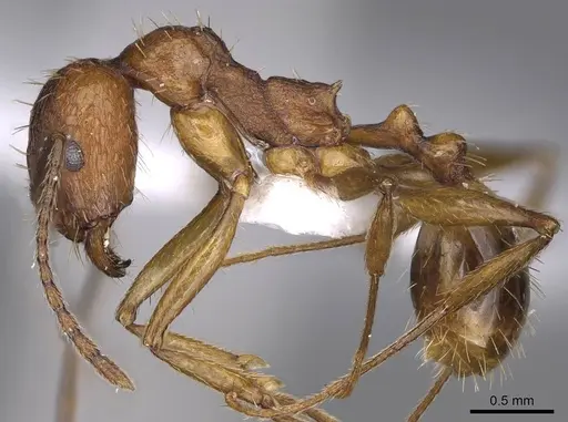 Aphaenogaster syriaca specimen CASENT0914229 image casent0914229_3
