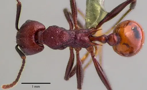 Aphaenogaster tennesseensis specimen ANTWEB1041737 image antweb1041737_1