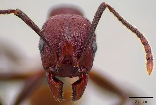 Aphaenogaster tennesseensis specimen ANTWEB1041737 image antweb1041737_2