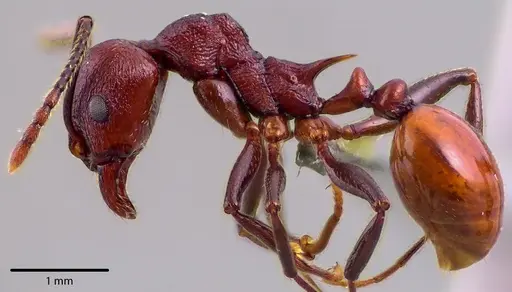 Aphaenogaster tennesseensis specimen ANTWEB1041737 image antweb1041737_3