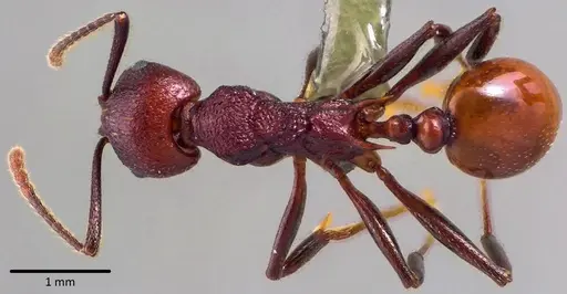 Aphaenogaster tennesseensis specimen ANTWEB1041744 image antweb1041744_1