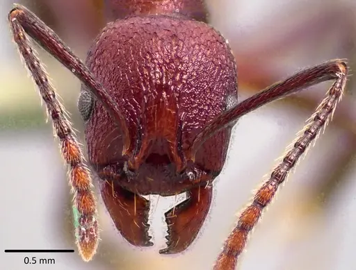 Aphaenogaster tennesseensis specimen ANTWEB1041744 image antweb1041744_2