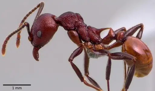 Aphaenogaster tennesseensis specimen ANTWEB1041744 image antweb1041744_3