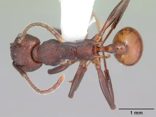 Aphaenogaster tennesseensis specimen CASENT0103600 image casent0103600_1