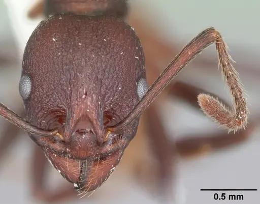 Aphaenogaster tennesseensis specimen CASENT0103600 image casent0103600_2