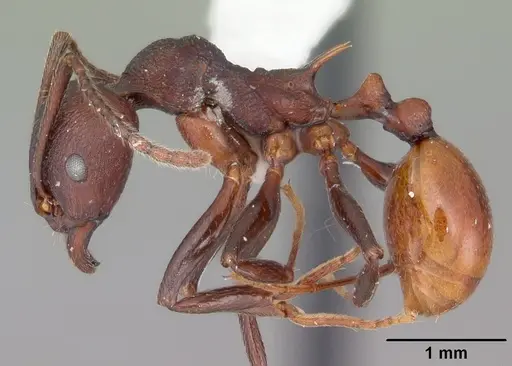 Aphaenogaster tennesseensis specimen CASENT0103600 image casent0103600_3