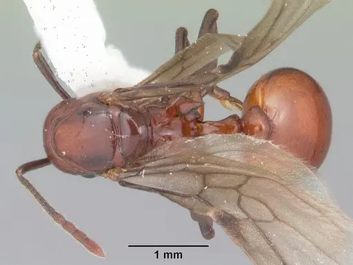 Aphaenogaster tennesseensis specimen CASENT0103602 image casent0103602_1