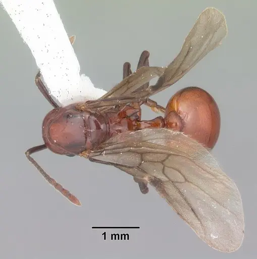 Aphaenogaster tennesseensis specimen CASENT0103602 image casent0103602_2