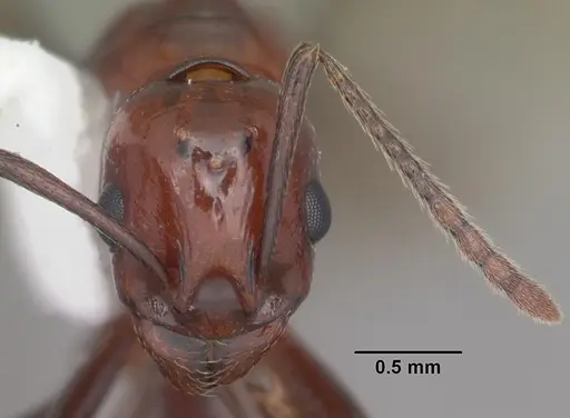 Aphaenogaster tennesseensis specimen CASENT0103602 image casent0103602_3