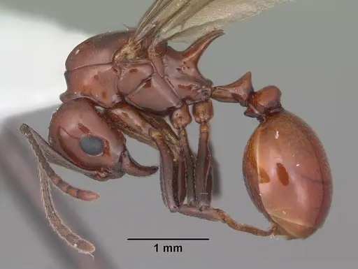 Aphaenogaster tennesseensis specimen CASENT0103602 image casent0103602_4