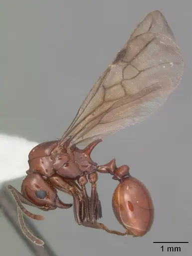 Aphaenogaster tennesseensis specimen CASENT0103602 image casent0103602_5