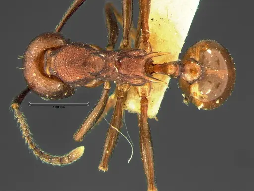 Aphaenogaster tennesseensis specimen CASENT0105672 image casent0105672_1
