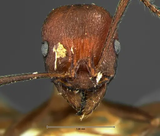 Aphaenogaster tennesseensis specimen CASENT0105672 image casent0105672_2