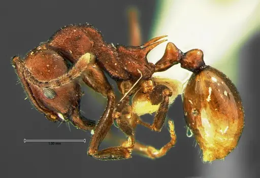 Aphaenogaster tennesseensis specimen CASENT0105672 image casent0105672_3
