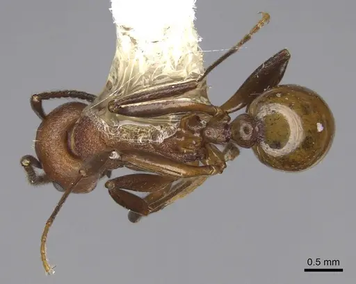 Aphaenogaster tennesseensis specimen CASENT0914479 image casent0914479_1