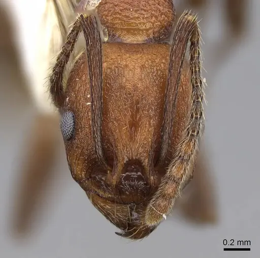 Aphaenogaster tennesseensis specimen CASENT0914479 image casent0914479_2