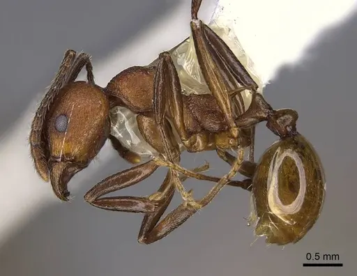 Aphaenogaster tennesseensis specimen CASENT0914479 image casent0914479_3