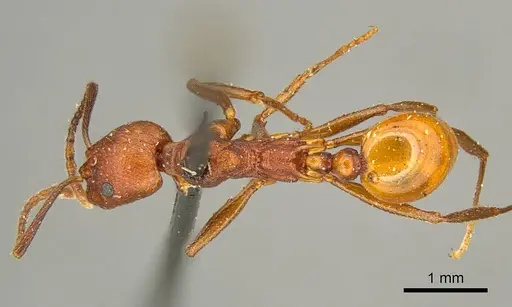 Aphaenogaster tennesseensis specimen CASENT0916081 image casent0916081_1