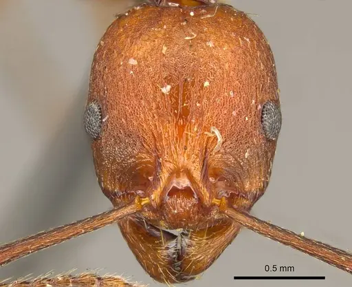 Aphaenogaster tennesseensis specimen CASENT0916081 image casent0916081_2