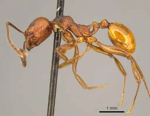Aphaenogaster tennesseensis specimen CASENT0916081 image casent0916081_3