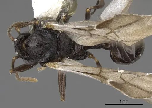 Aphaenogaster tennesseensis specimen CASENT0923070 image casent0923070_1