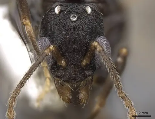 Aphaenogaster tennesseensis specimen CASENT0923070 image casent0923070_2