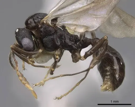 Aphaenogaster tennesseensis specimen CASENT0923070 image casent0923070_3