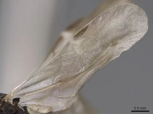 Aphaenogaster tennesseensis specimen CASENT0923070 image casent0923070_4