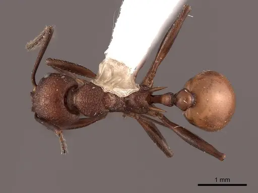 Aphaenogaster tennesseensis specimen FMNHINS0000062930 image fmnhins0000062930_1