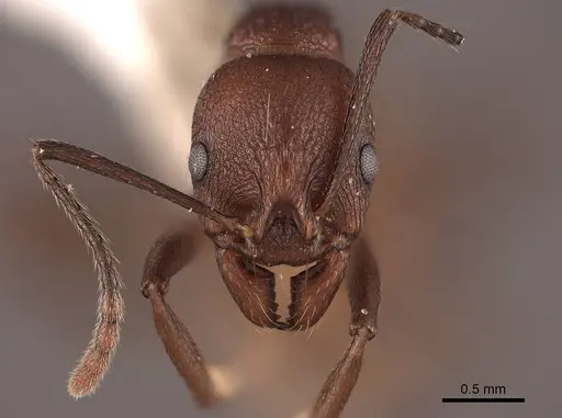 Aphaenogaster tennesseensis specimen FMNHINS0000062930 image fmnhins0000062930_2