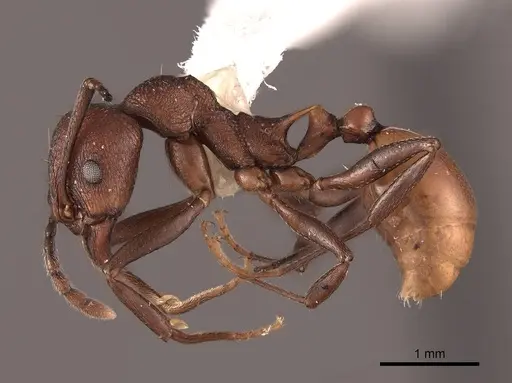 Aphaenogaster tennesseensis specimen FMNHINS0000062930 image fmnhins0000062930_3