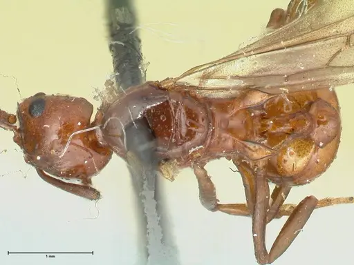 Aphaenogaster tennesseensis specimen FOCOL1230 image focol1230_1