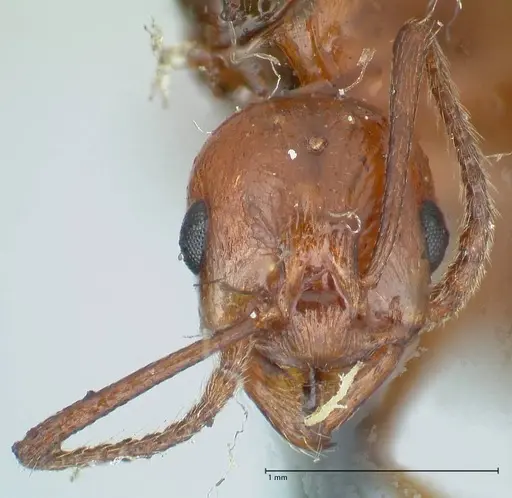 Aphaenogaster tennesseensis specimen FOCOL1230 image focol1230_2