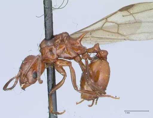 Aphaenogaster tennesseensis specimen FOCOL1230 image focol1230_3