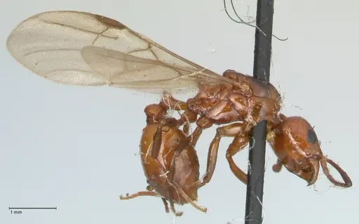 Aphaenogaster tennesseensis specimen FOCOL1230 image focol1230_4