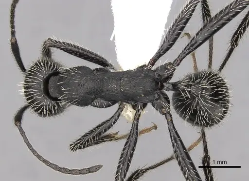 Aphaenogaster testaceopilosa specimen CASENT0280967 image casent0280967_1