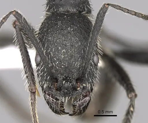 Aphaenogaster testaceopilosa specimen CASENT0280967 image casent0280967_2