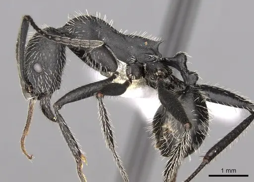 Aphaenogaster testaceopilosa specimen CASENT0280967 image casent0280967_3