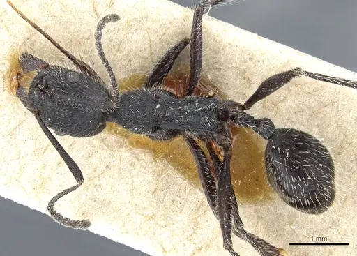 Aphaenogaster testaceopilosa specimen CASENT0904162 image casent0904162_1