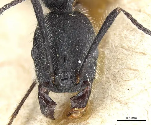 Aphaenogaster testaceopilosa specimen CASENT0904162 image casent0904162_2