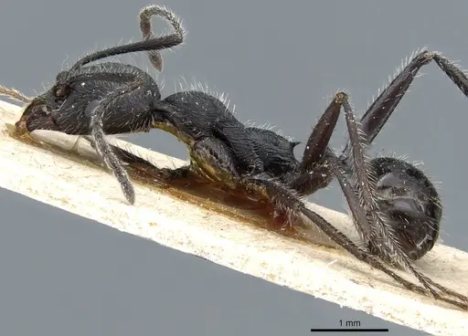 Aphaenogaster testaceopilosa specimen CASENT0904162 image casent0904162_3