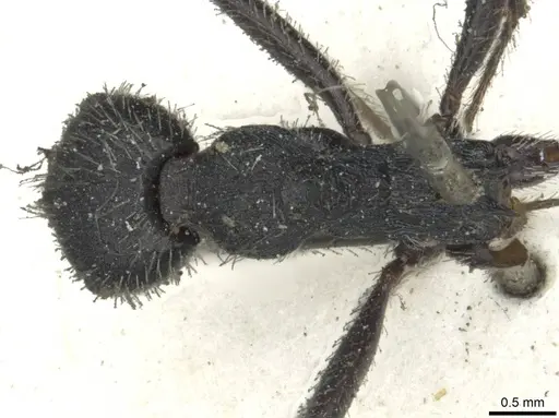 Aphaenogaster testaceopilosa specimen CASENT0913133 image casent0913133_1