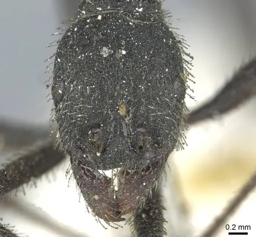Aphaenogaster testaceopilosa specimen CASENT0913133 image casent0913133_2