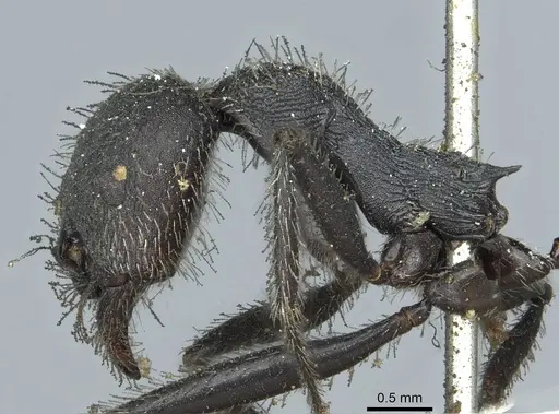 Aphaenogaster testaceopilosa specimen CASENT0913133 image casent0913133_3