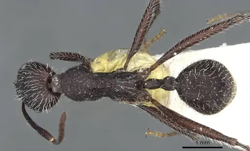 Aphaenogaster testaceopilosa specimen CASENT0913134 image casent0913134_1