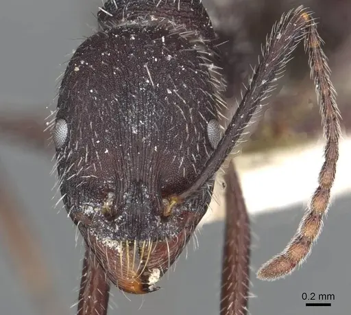 Aphaenogaster testaceopilosa specimen CASENT0913134 image casent0913134_2