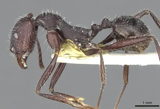 Aphaenogaster testaceopilosa specimen CASENT0913134 image casent0913134_3