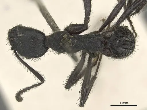 Aphaenogaster testaceopilosa specimen CASENT0915437 image casent0915437_1