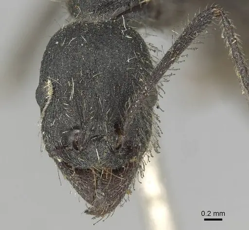 Aphaenogaster testaceopilosa specimen CASENT0915437 image casent0915437_2